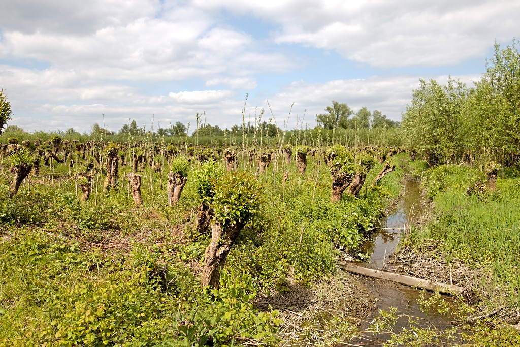 brabant biesbosch biesbos nationaal park natuurgebied natuur bevers eendenkooi rondvaart recreatie
